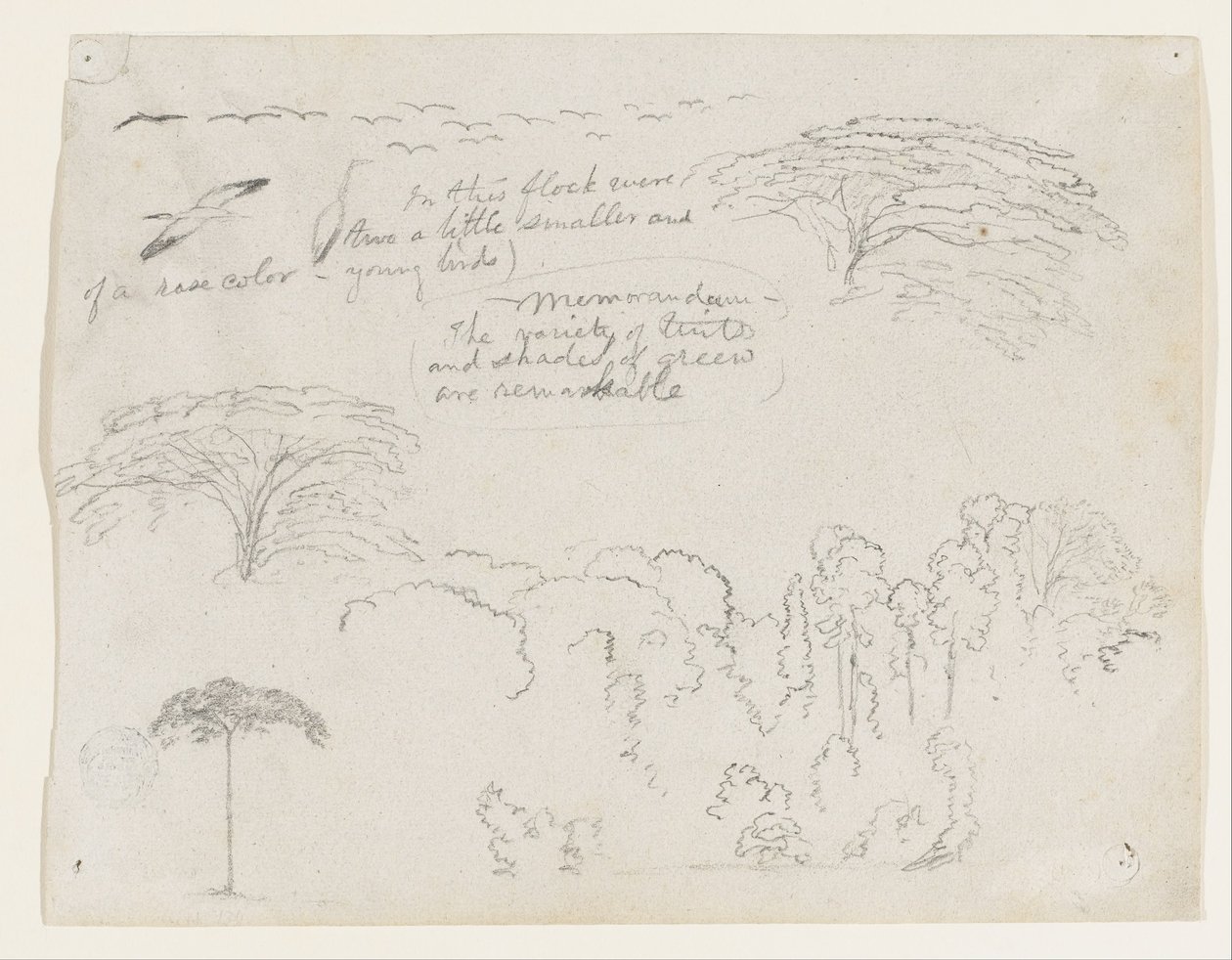 Sketches from South America, Probably from Colombia. Birds, Trees. by Frederic Edwin Church