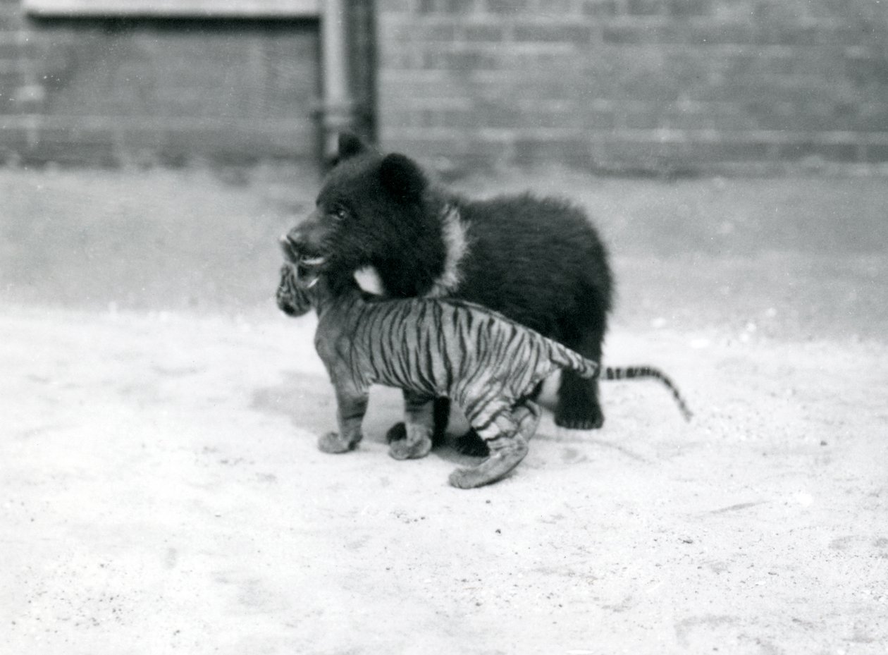 A Brown Bear Cub Plays with a Tiger Cub at London Zoo by Frederick William Bond