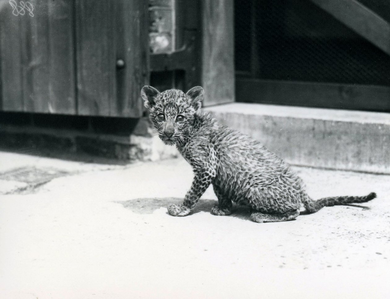 A Baby Leopard at London Zoo, June 1915 by Frederick William Bond