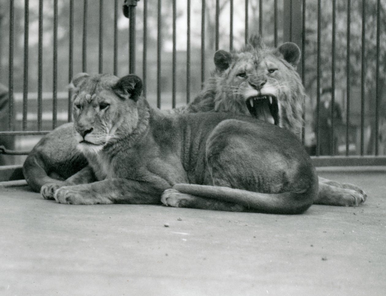 A pair of lions, Abdullah and Fatima, London Zoo by Frederick William Bond