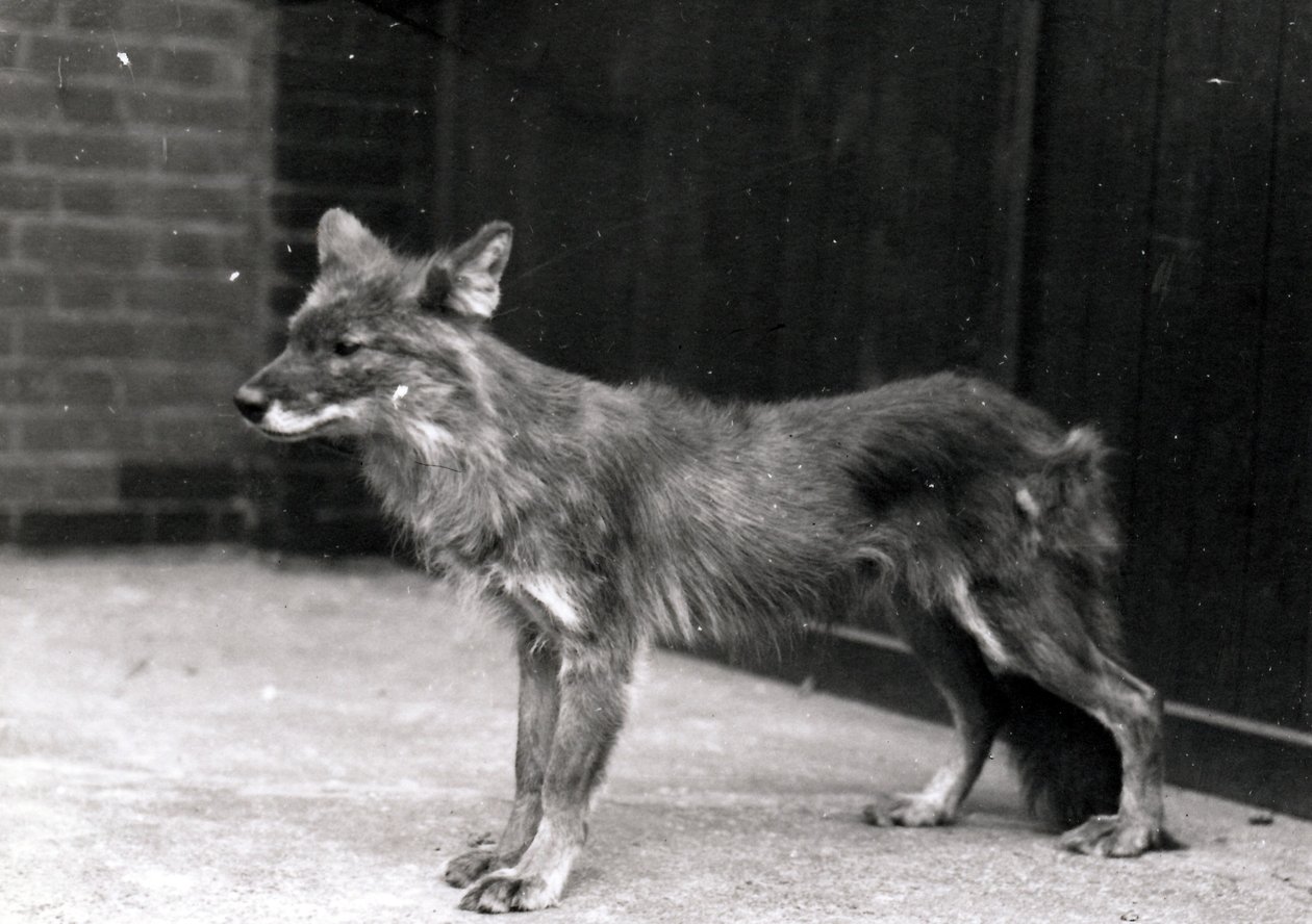 Wild dog at ZSL London Zoo by Frederick William Bond