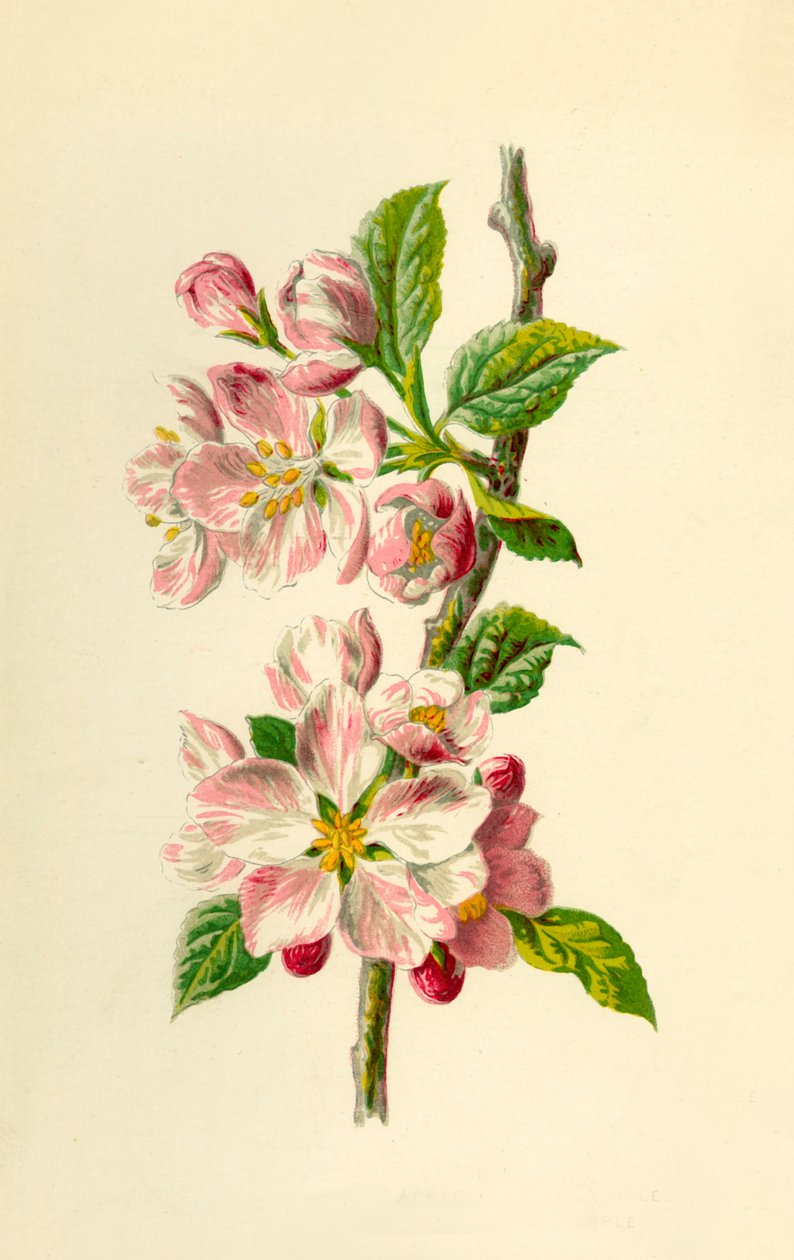 Apple by Frederick Edward Hulme