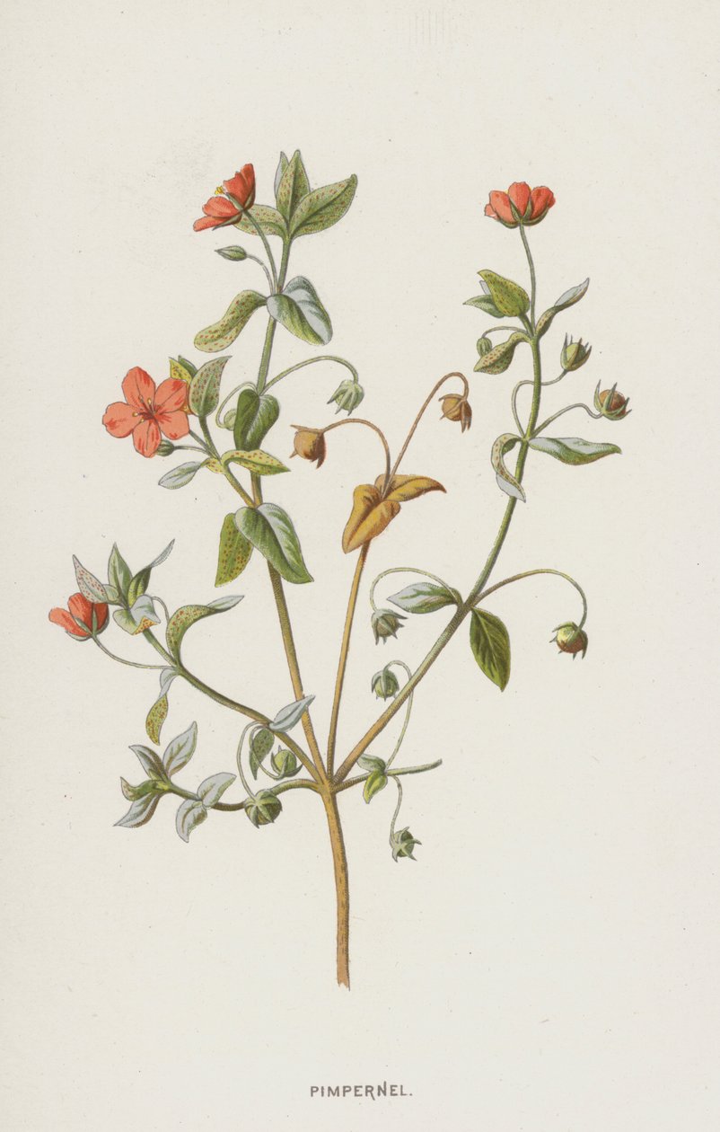 Pimpernel by Frederick Edward Hulme