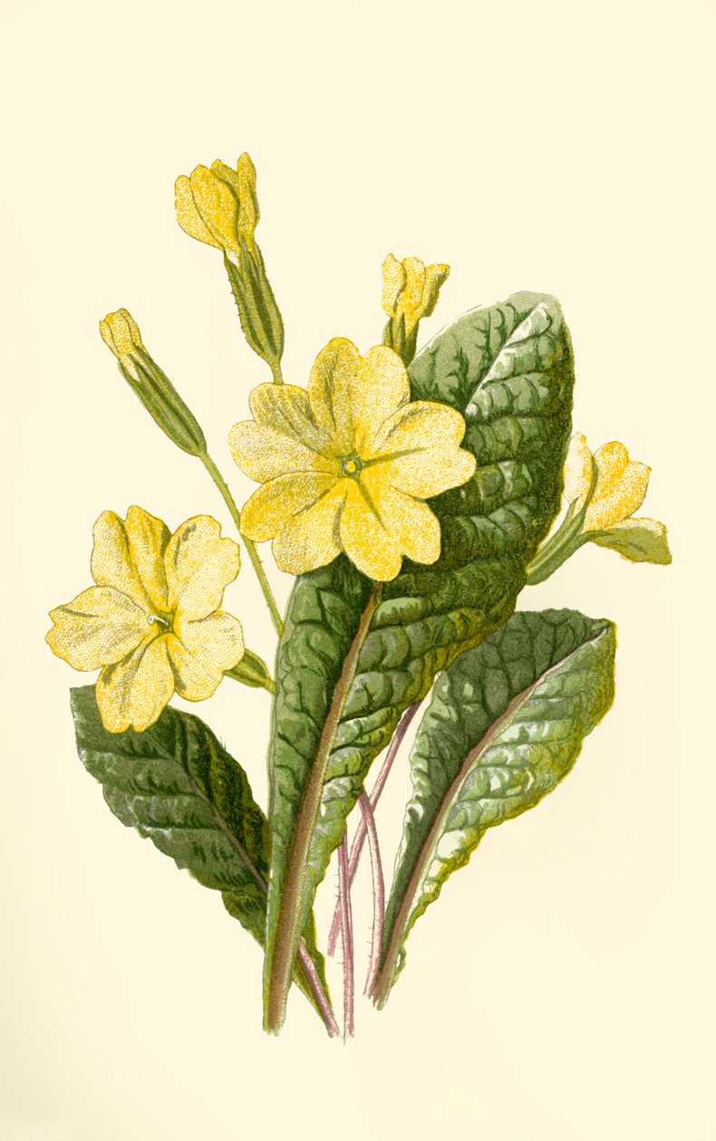 Primrose by Frederick Edward Hulme