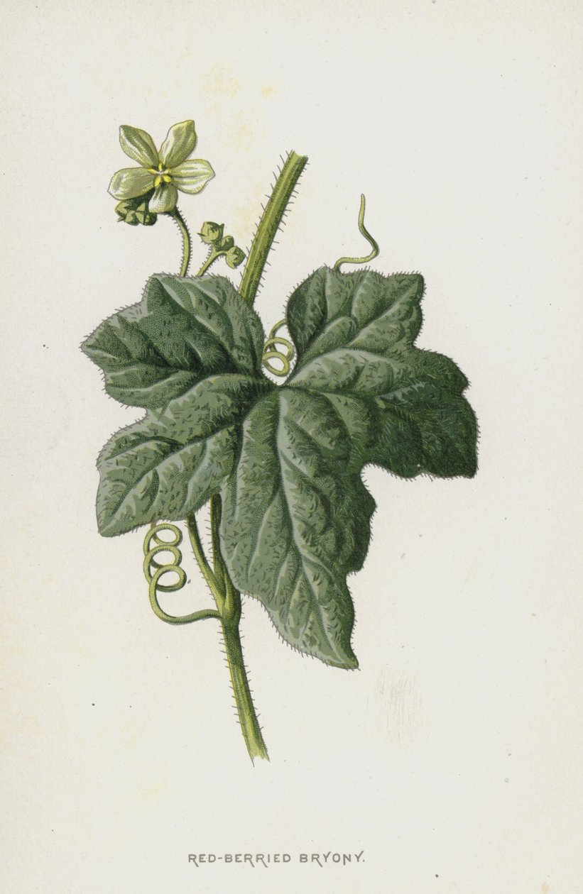 Red-Berried Bryony by Frederick Edward Hulme