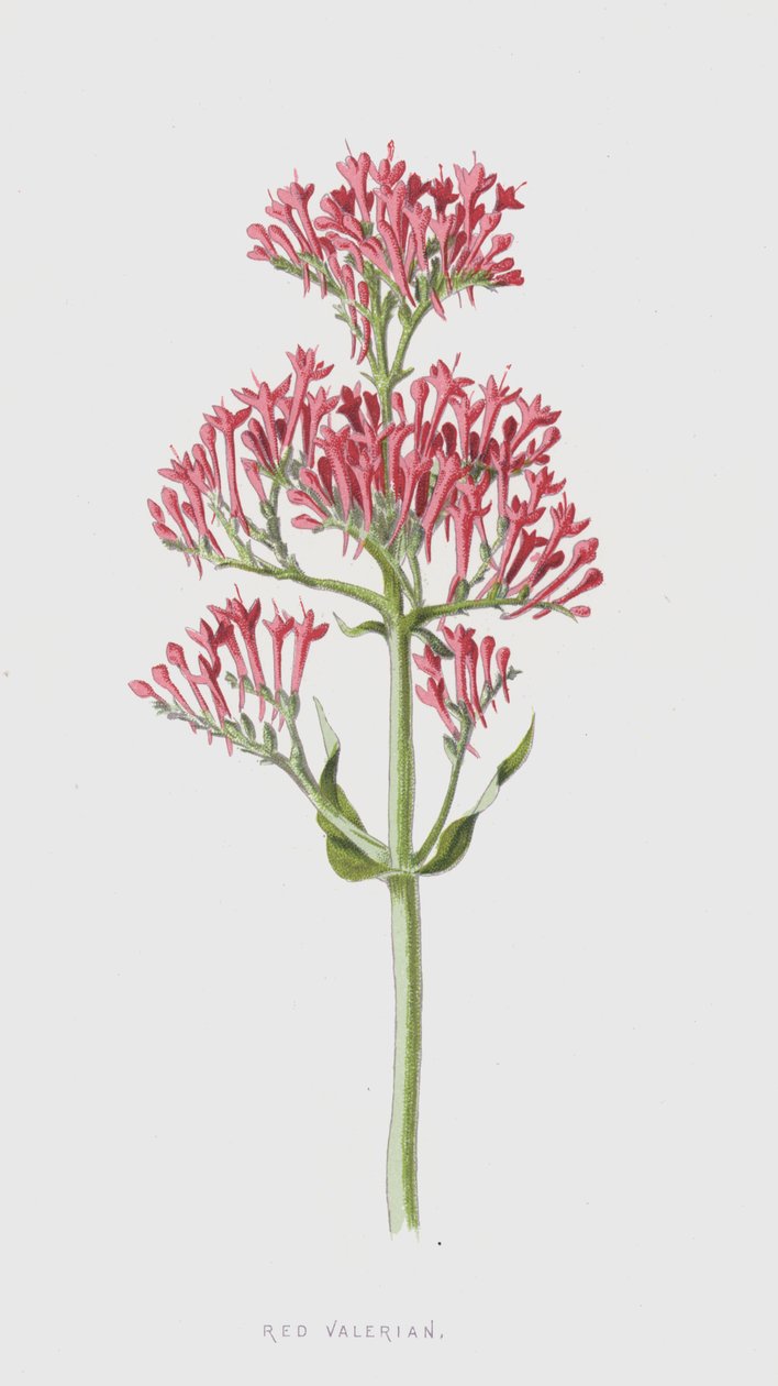 Red Valerian by Frederick Edward Hulme