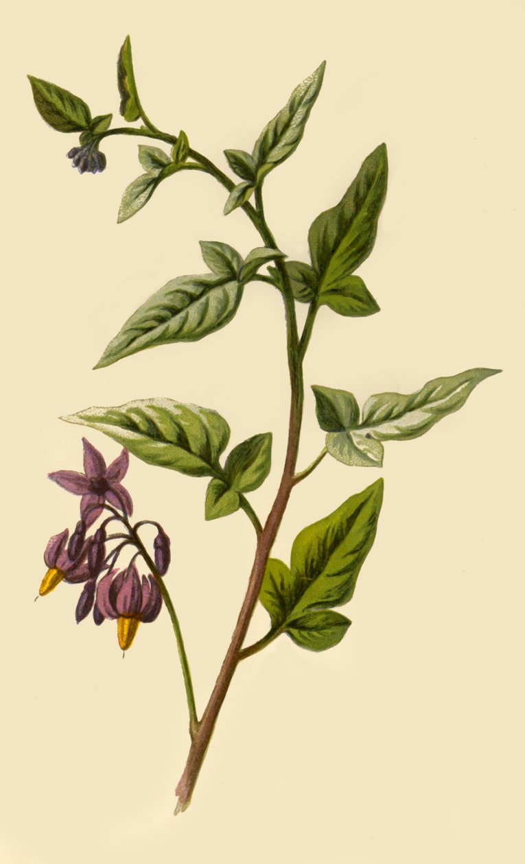 Woody - Nightshade by Frederick Edward Hulme