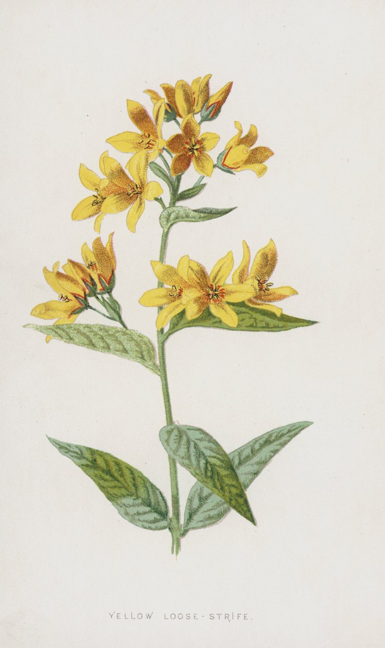 Yellow Loose-Strife by Frederick Edward Hulme