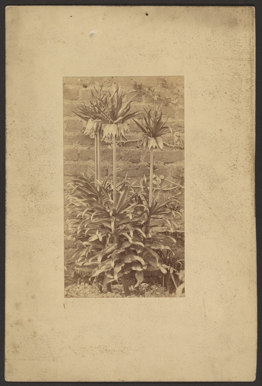 Plant by Frederick H. Hollyer