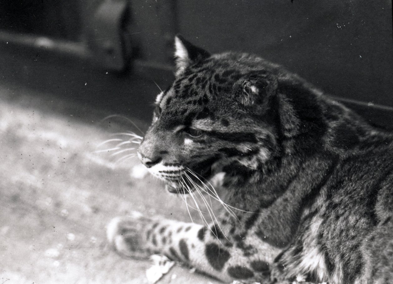 Clouded Leopard, 1922 by Frederick William Bond