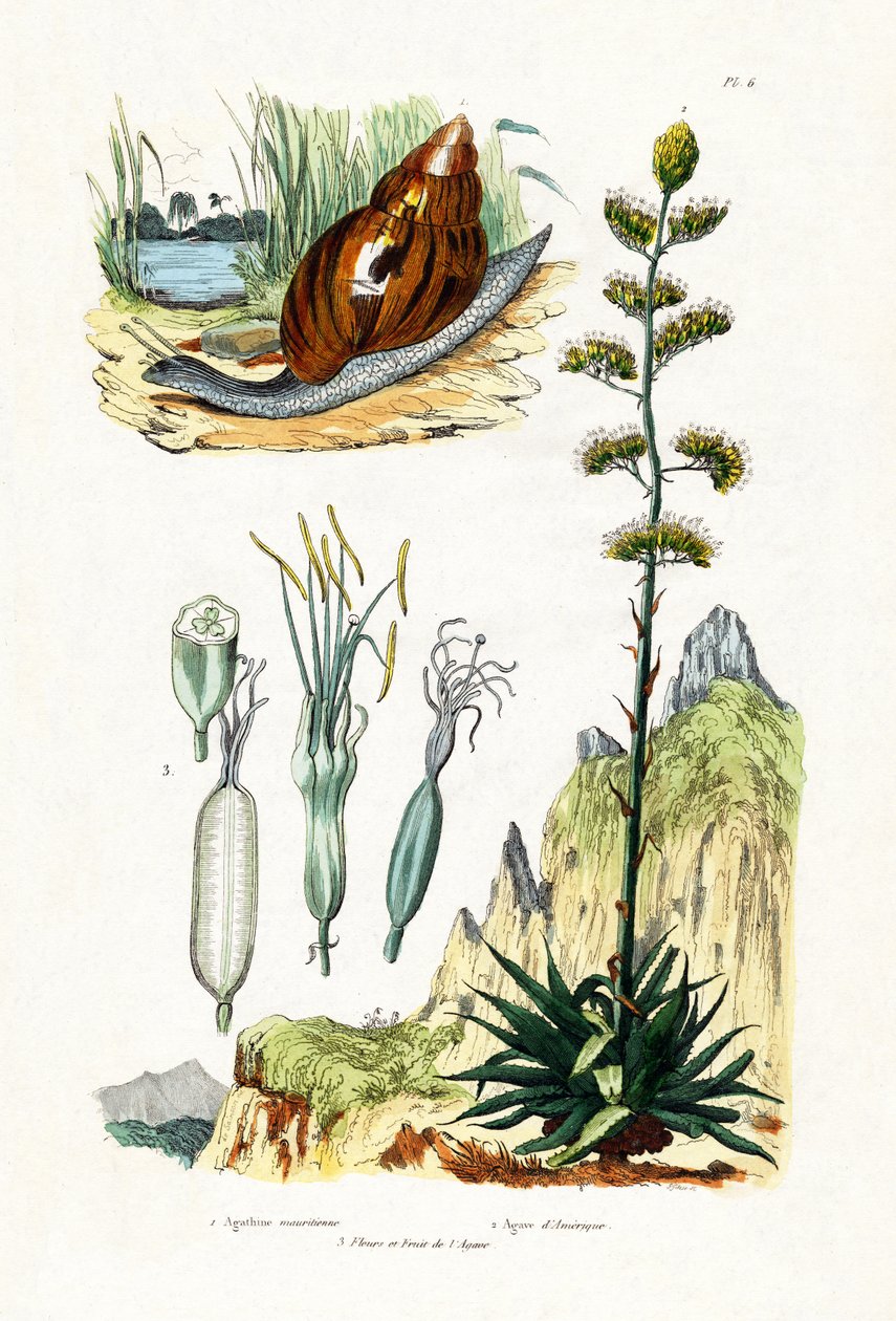 Agate Snail by French School