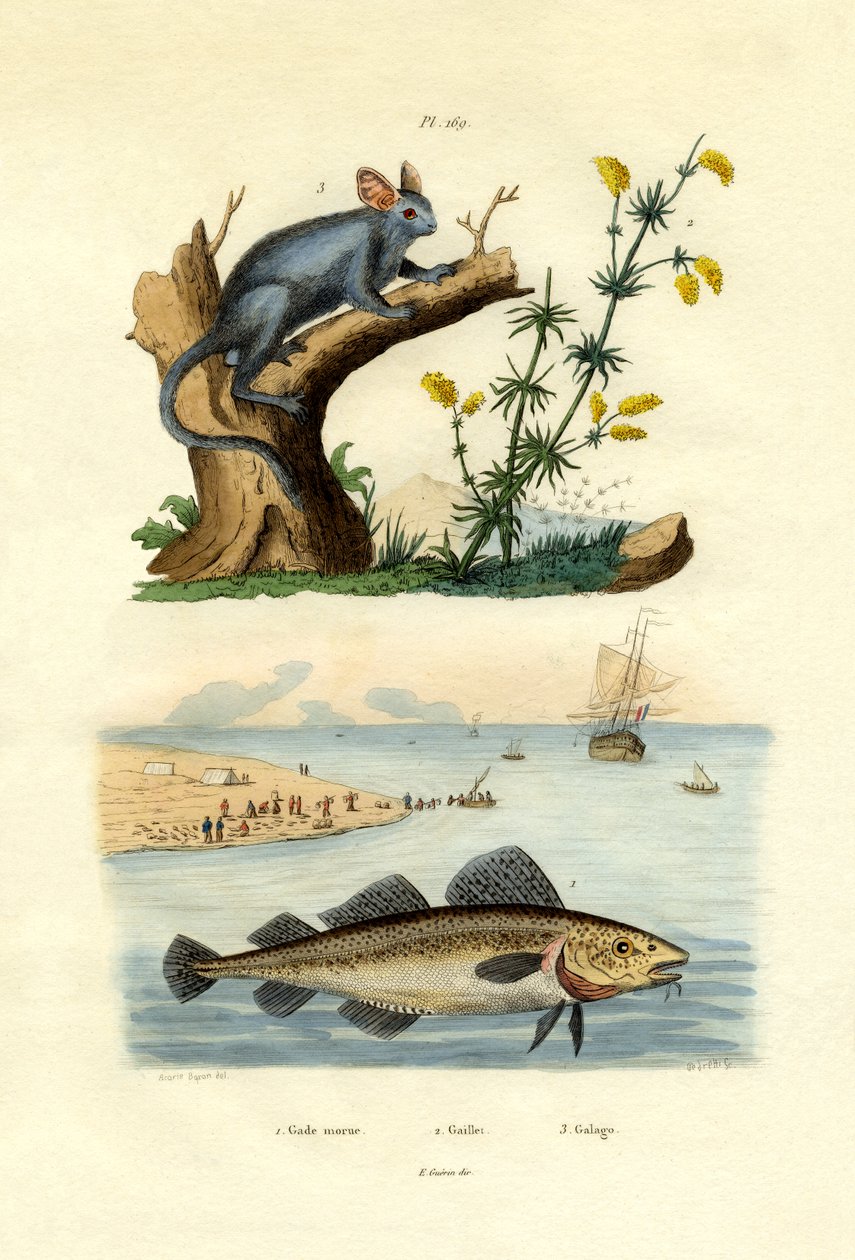 Atlantic Cod by French School