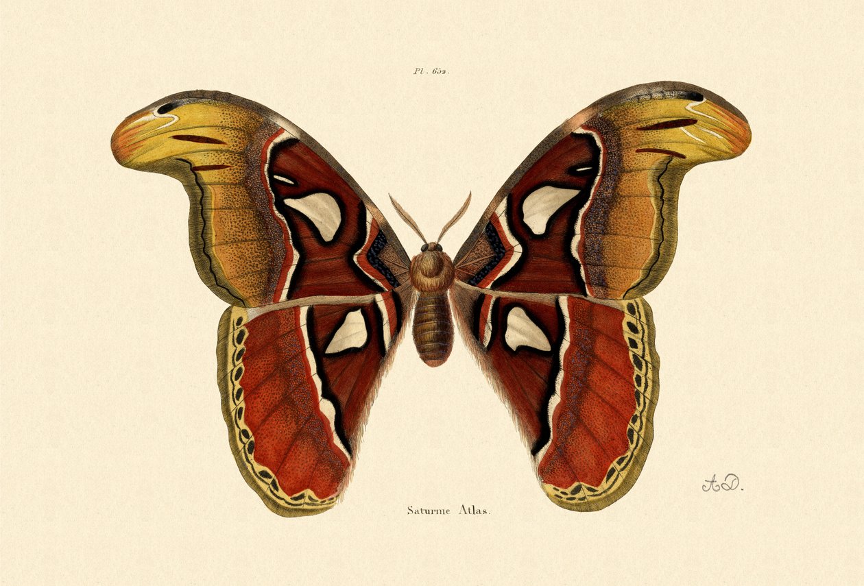 Atlas Moth by French School