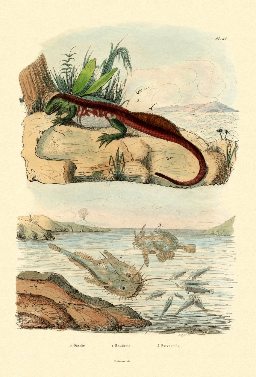 Basilisk by French School
