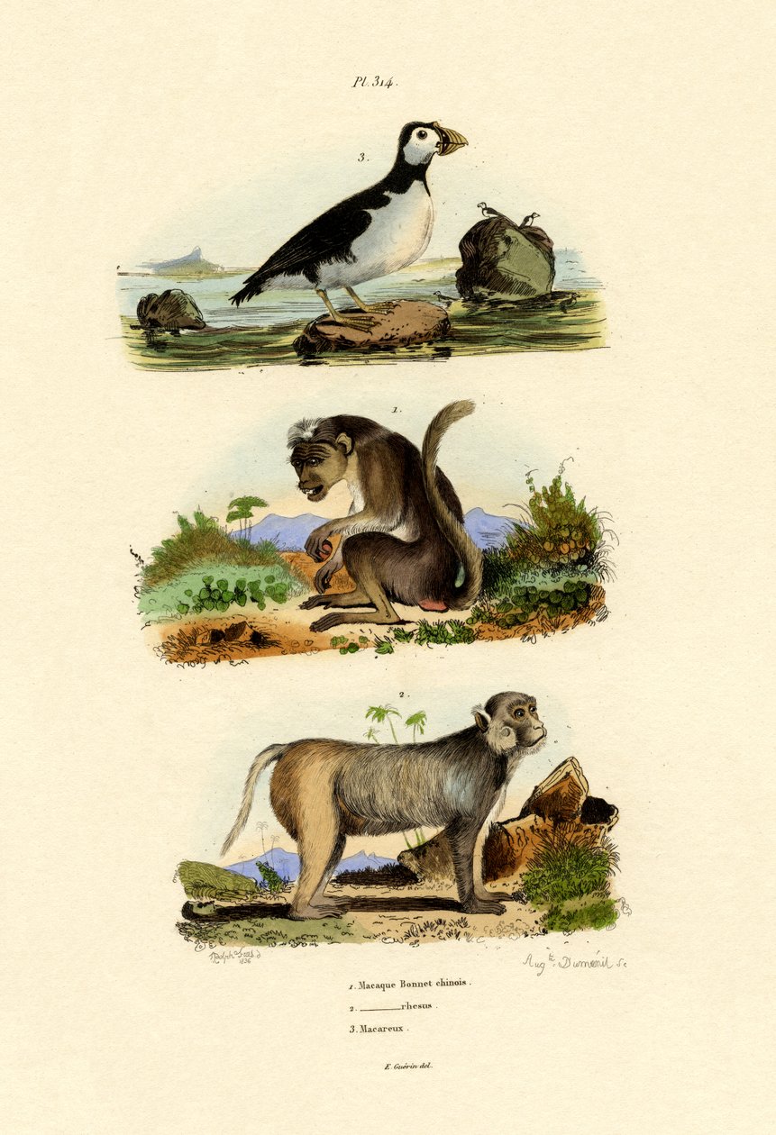 Bonnet Macaque by French School