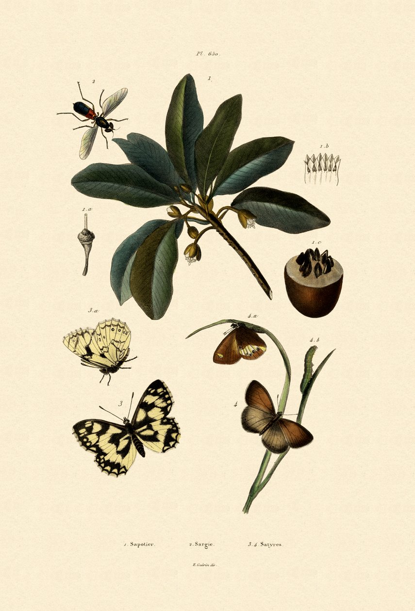 Butterfly by French School