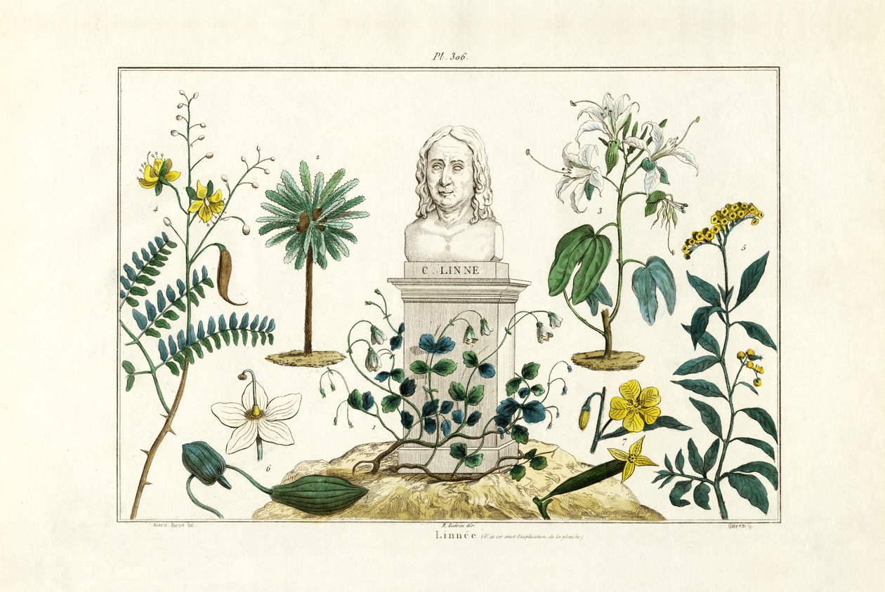 Carl von Linné by French School