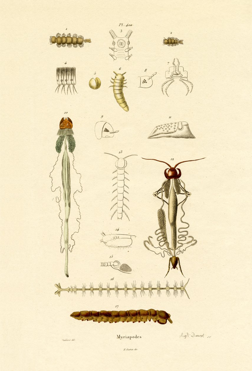Centipede by French School