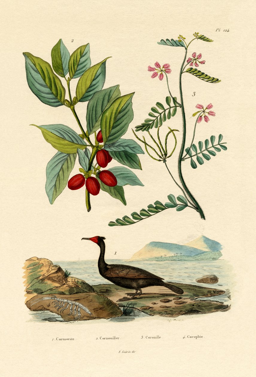 Cormorant by French School