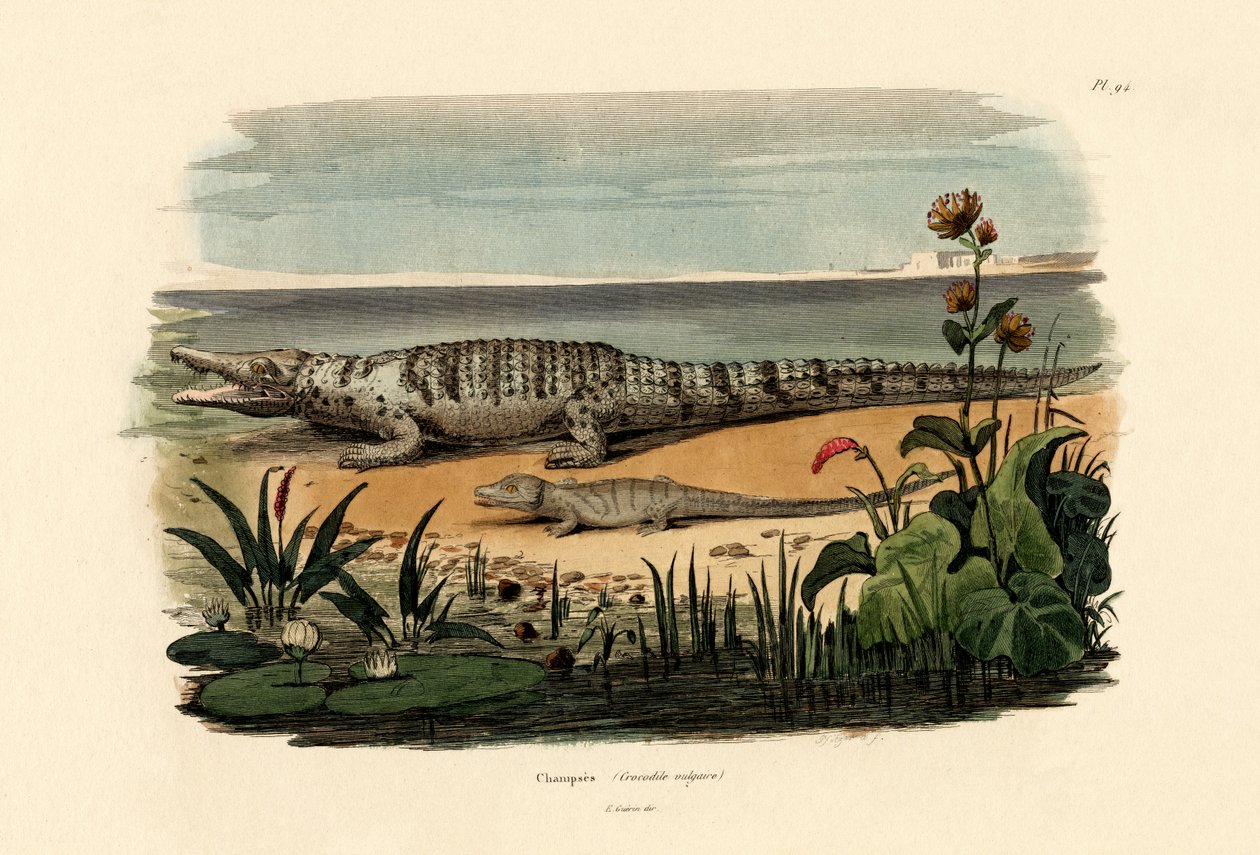 Crocodiles by French School