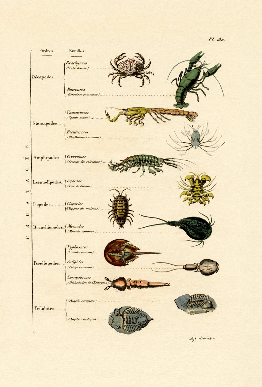 Crustaceans by French School