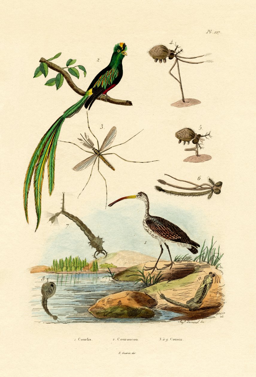 Curlew by French School