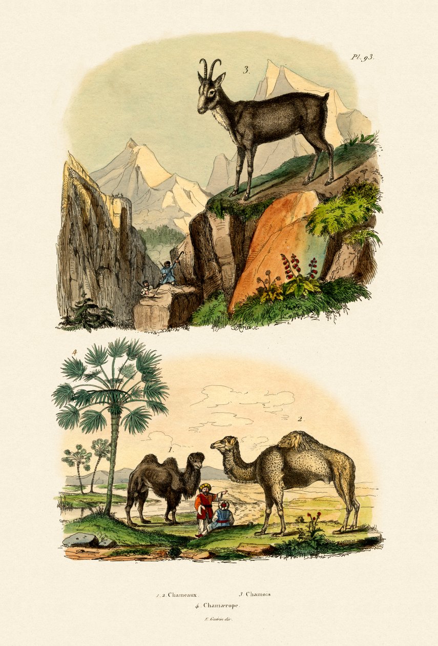 Dromedary by French School