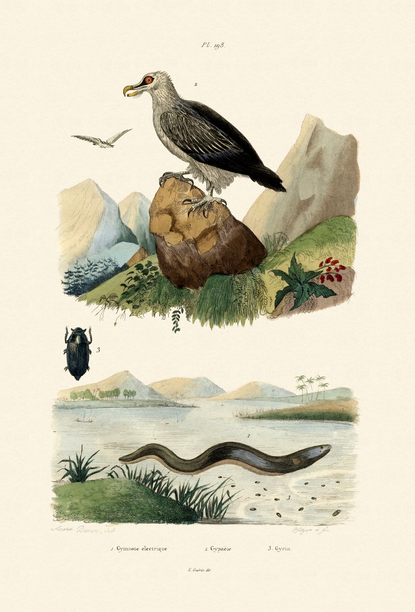 Electric Eel by French School