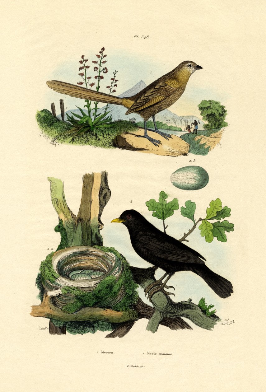 Fairy-wren by French School