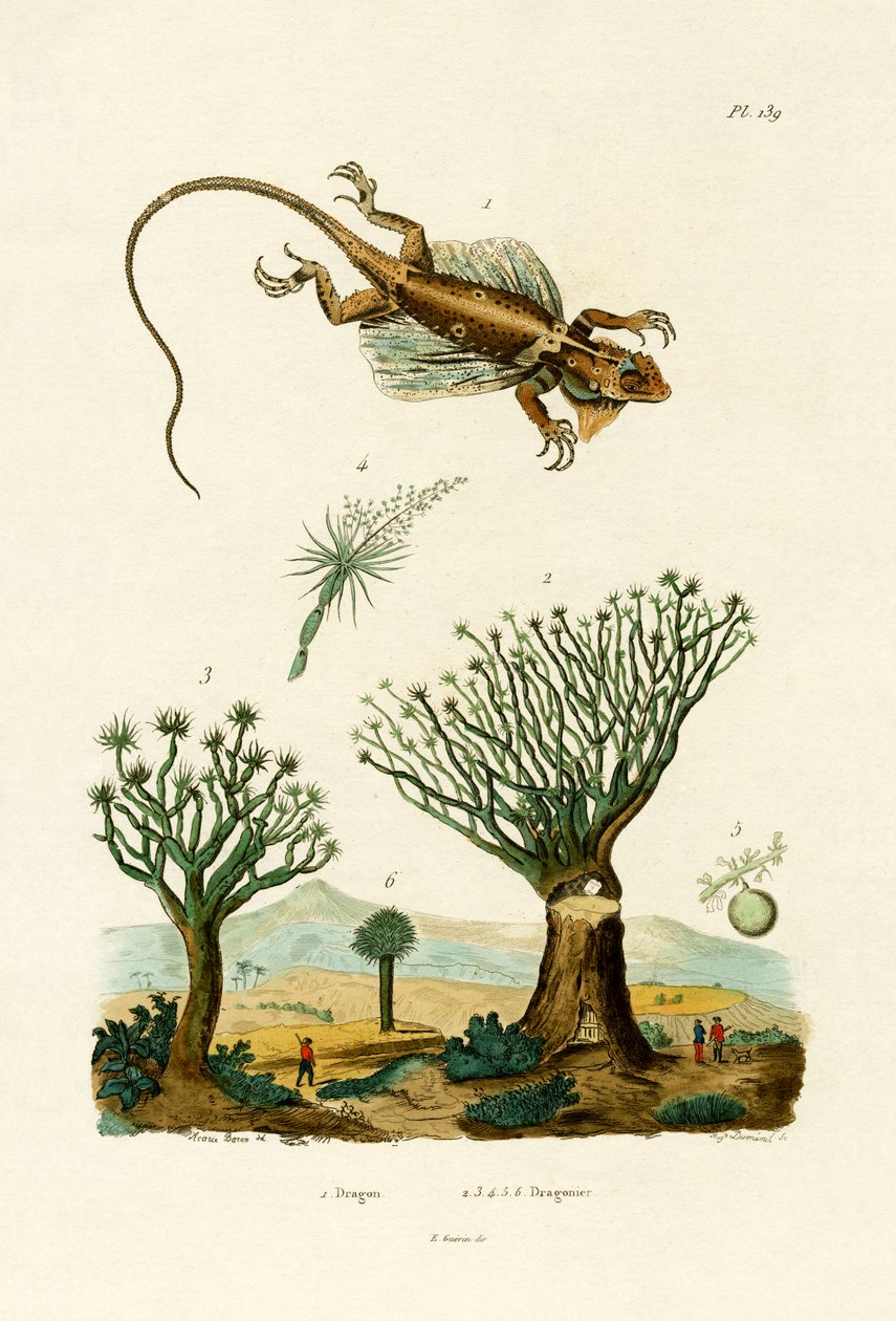 Flying Dragon by French School