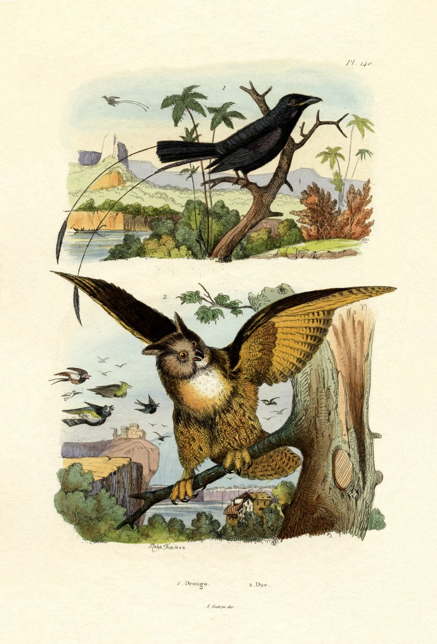Fork-tailed Drongo by French School