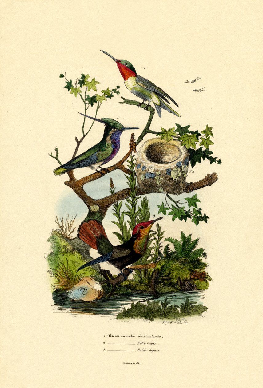 Hummingbirds by French School