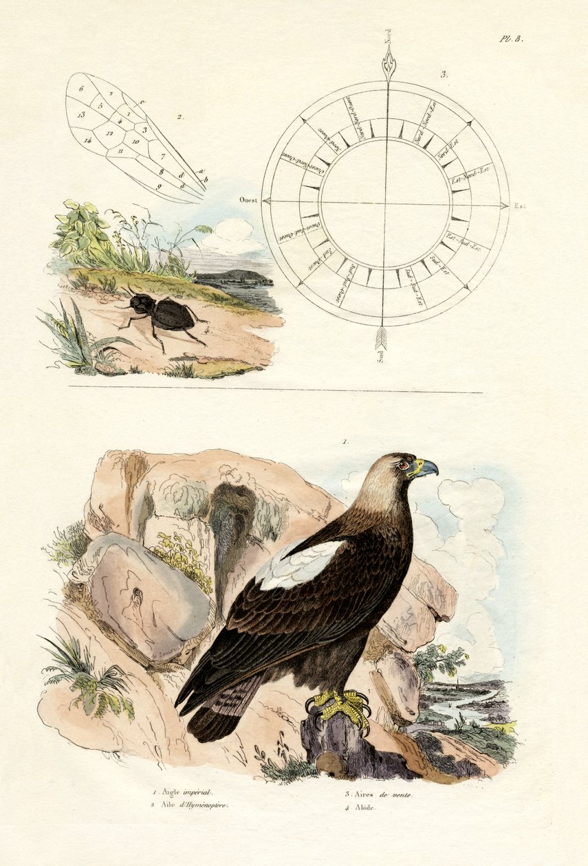 Imperial Eagle by French School