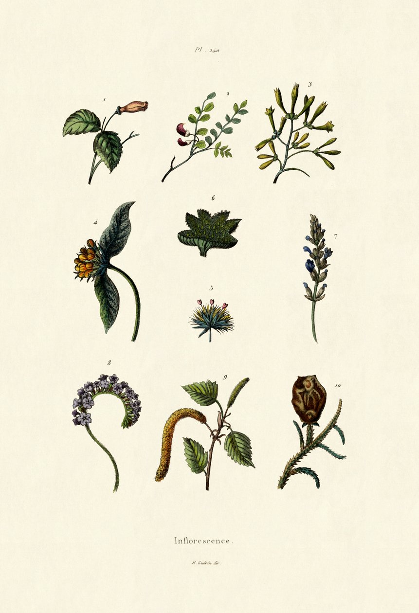 Inflorescence by French School