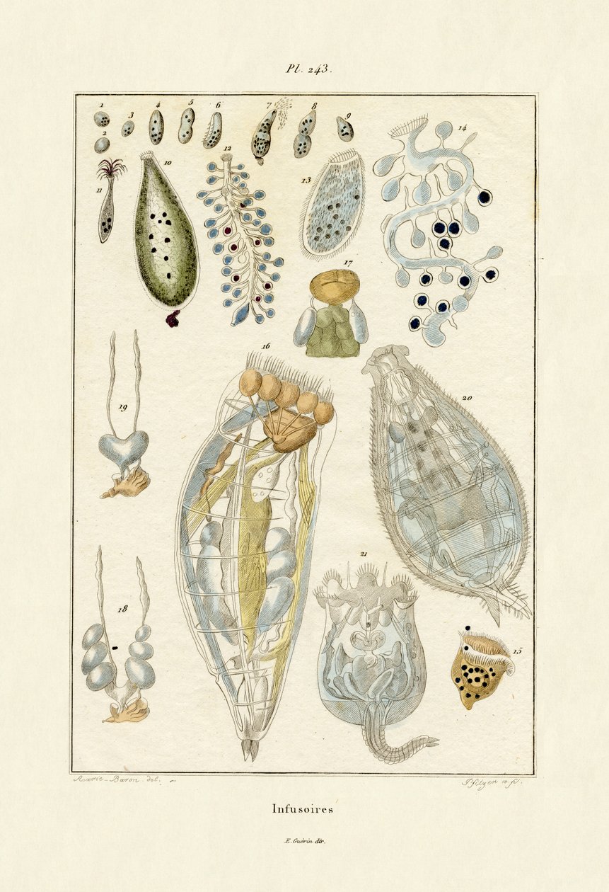 Infusoria by French School