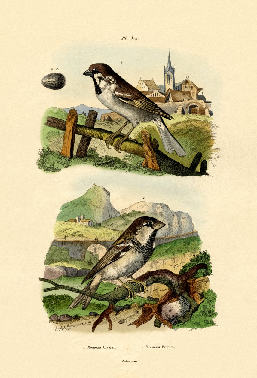Italian Sparrow by French School