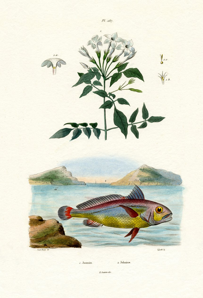 Jasmine by French School