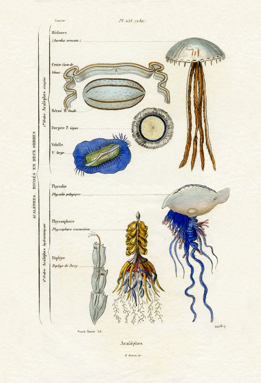 Jellyfish by French School