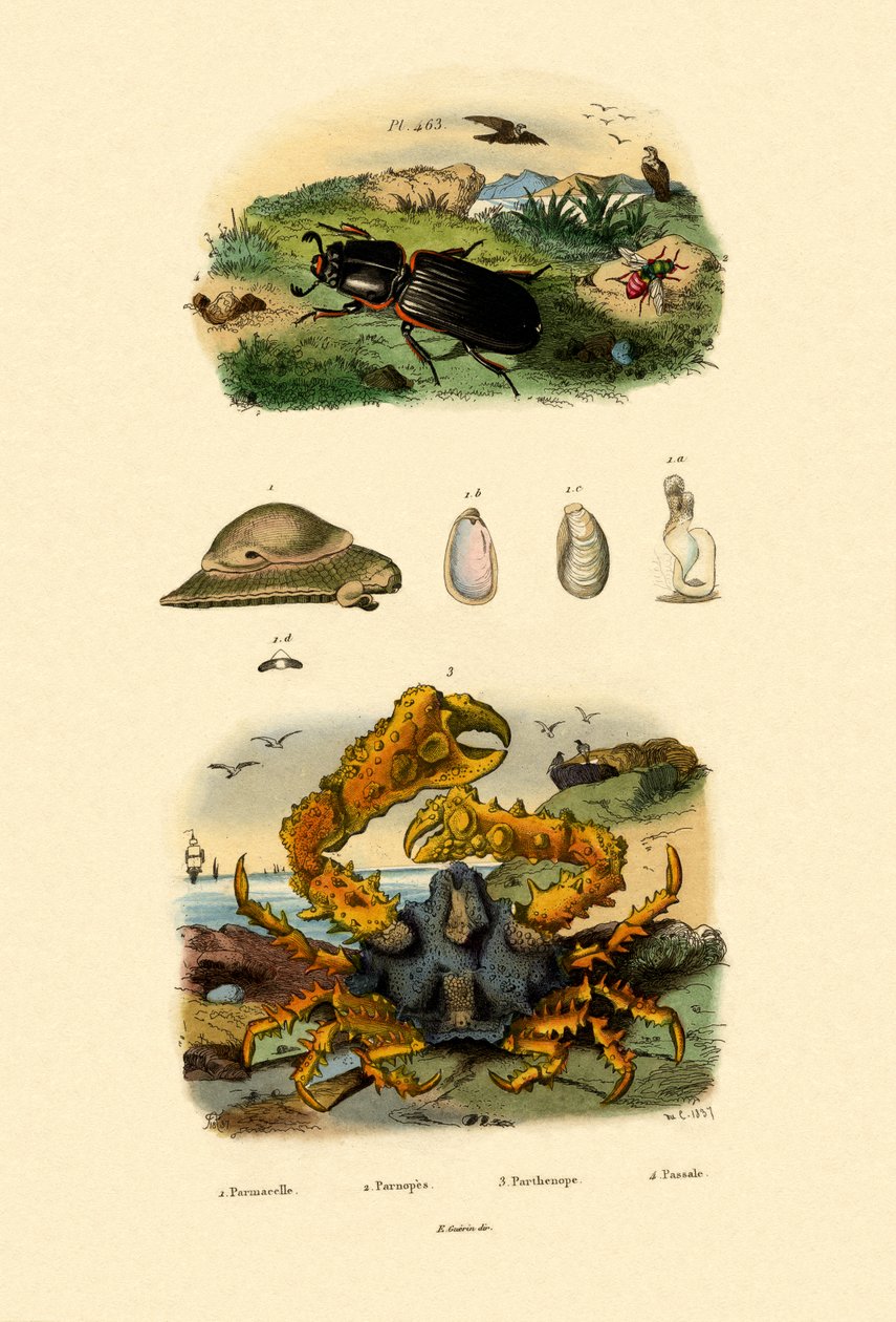 Jewel Wasp by French School
