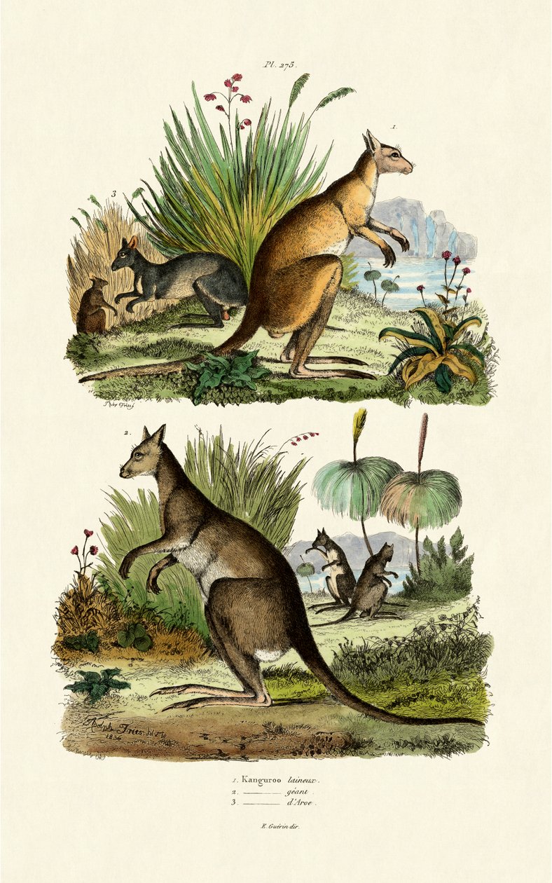 Kangaroos by French School