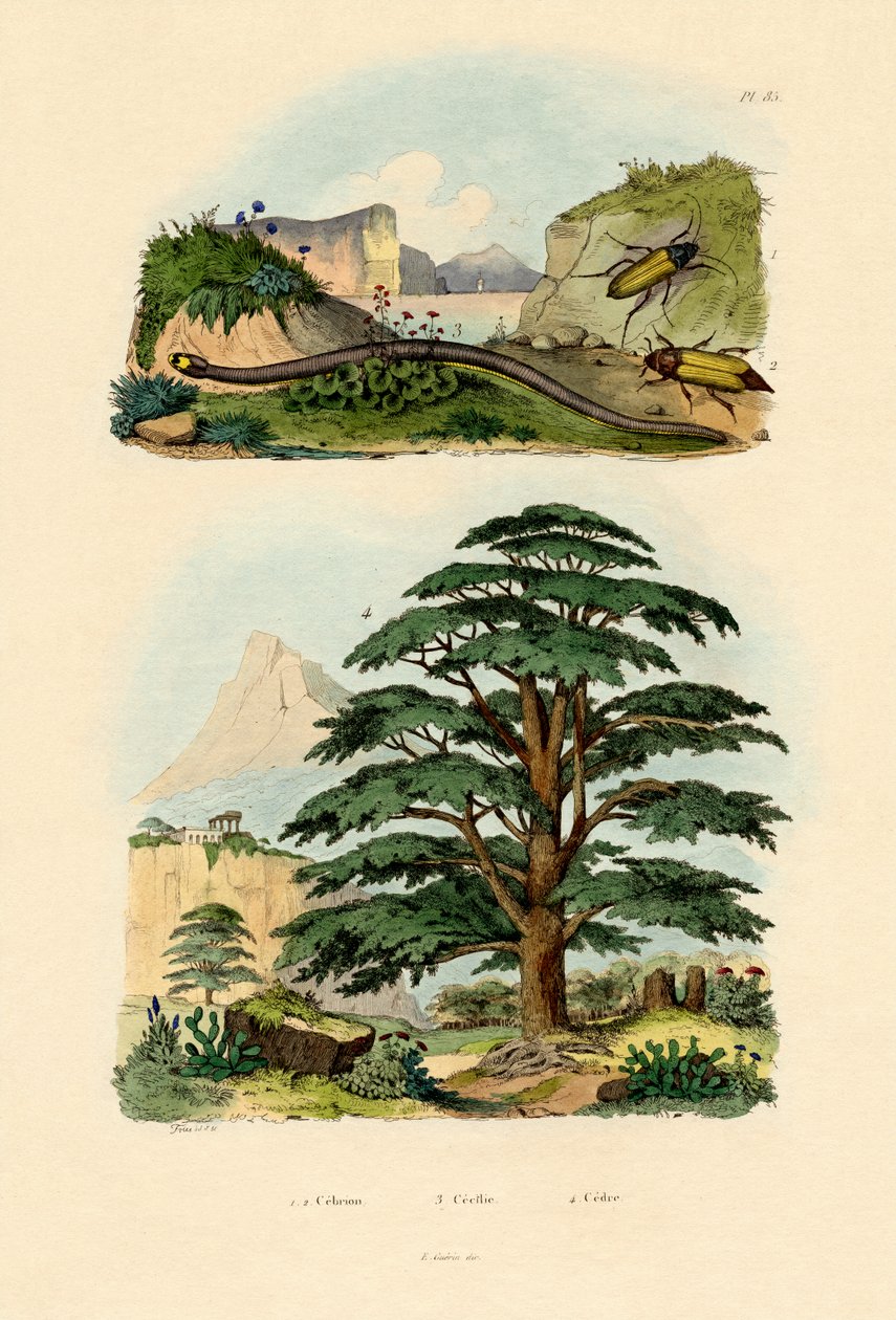 Lebanon Cedar by French School
