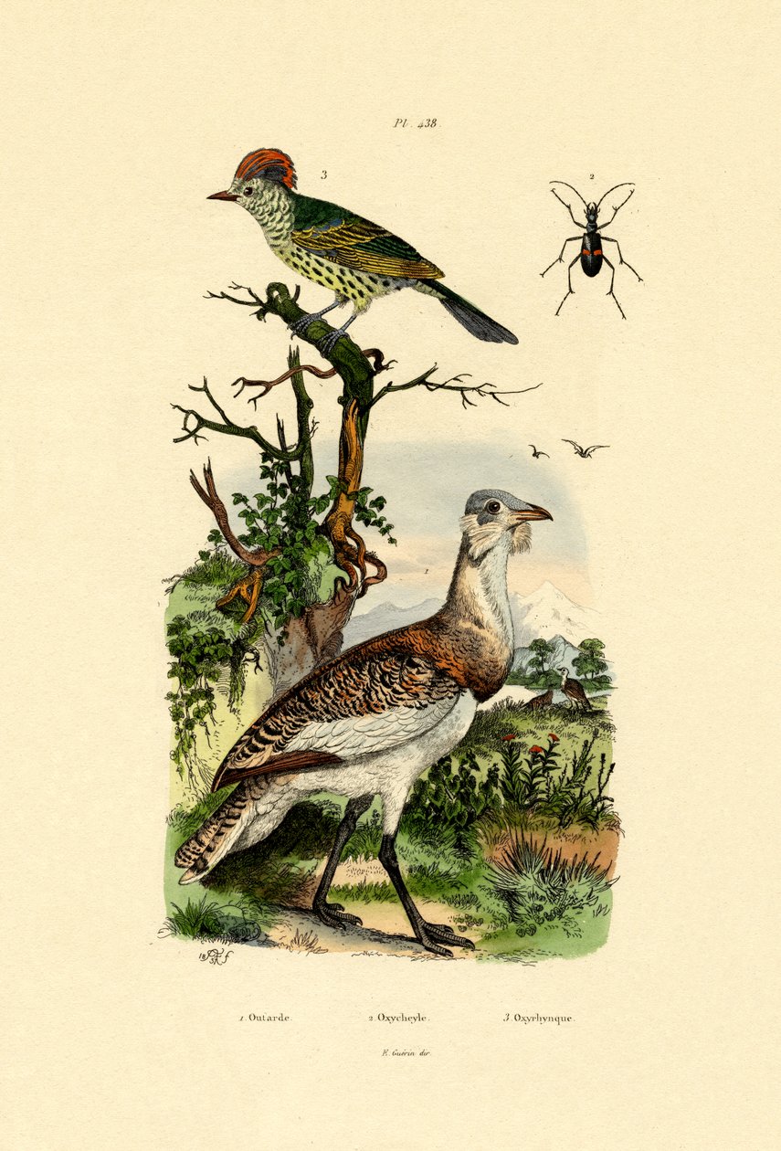 Little Bustard by French School