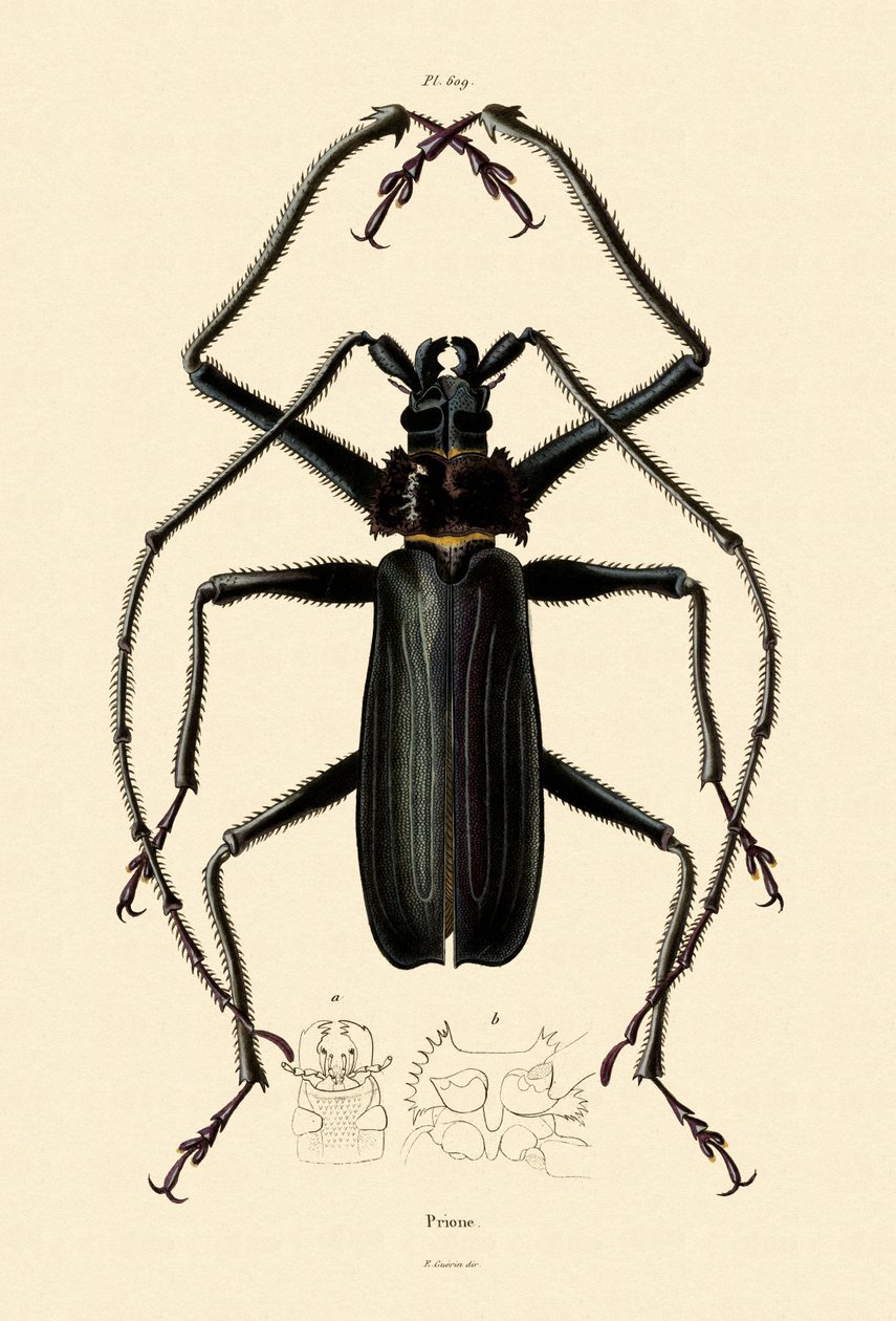 Long-horned Beetle by French School