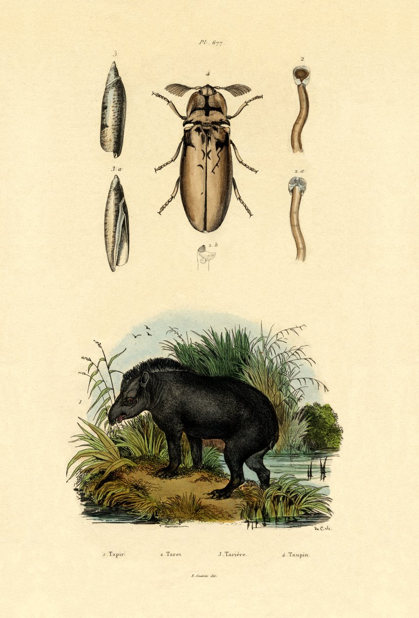 Lowland Tapir by French School