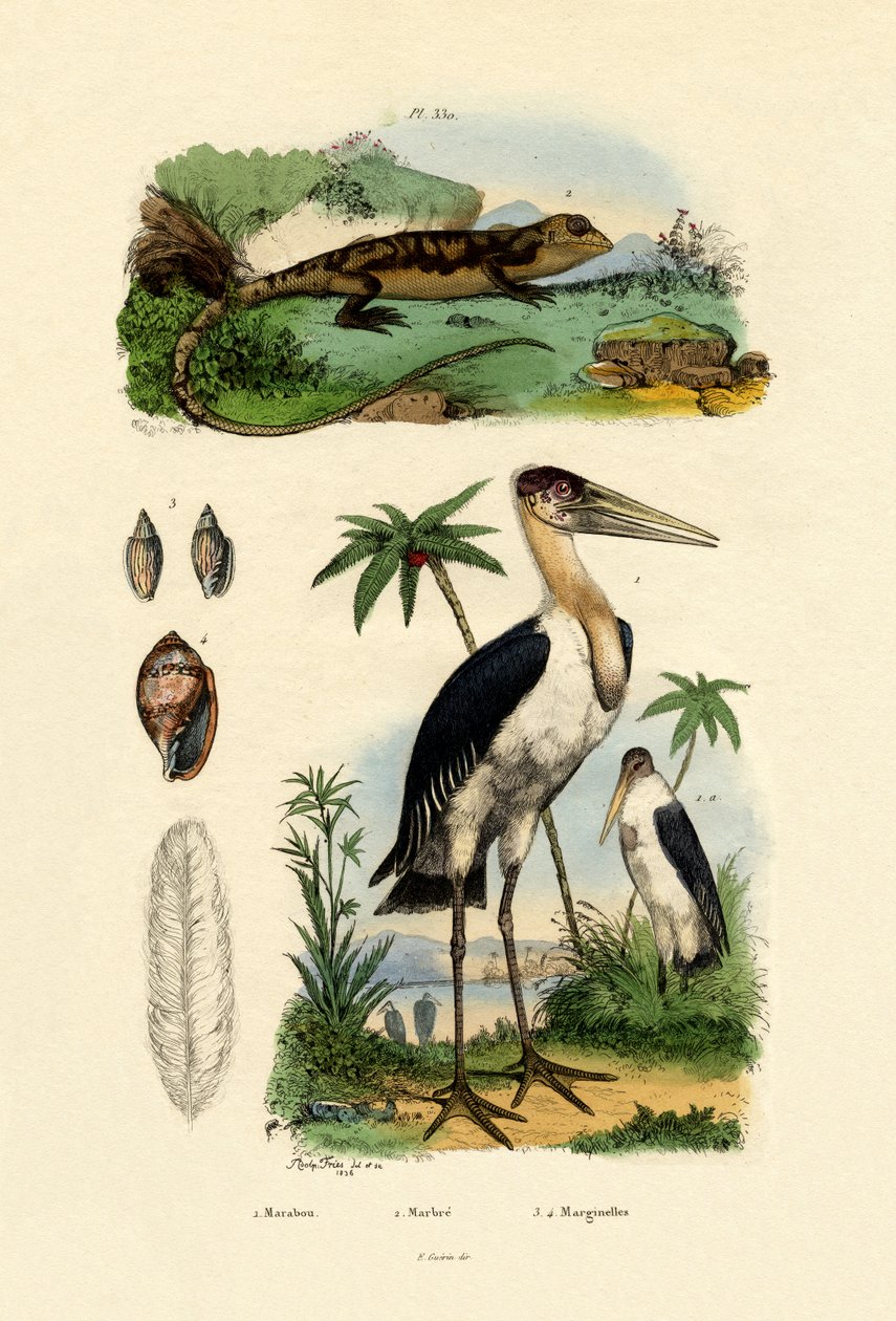 Marabou Stork by French School