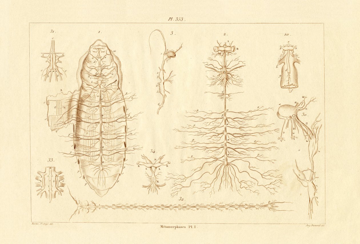 Metamorphosis by French School