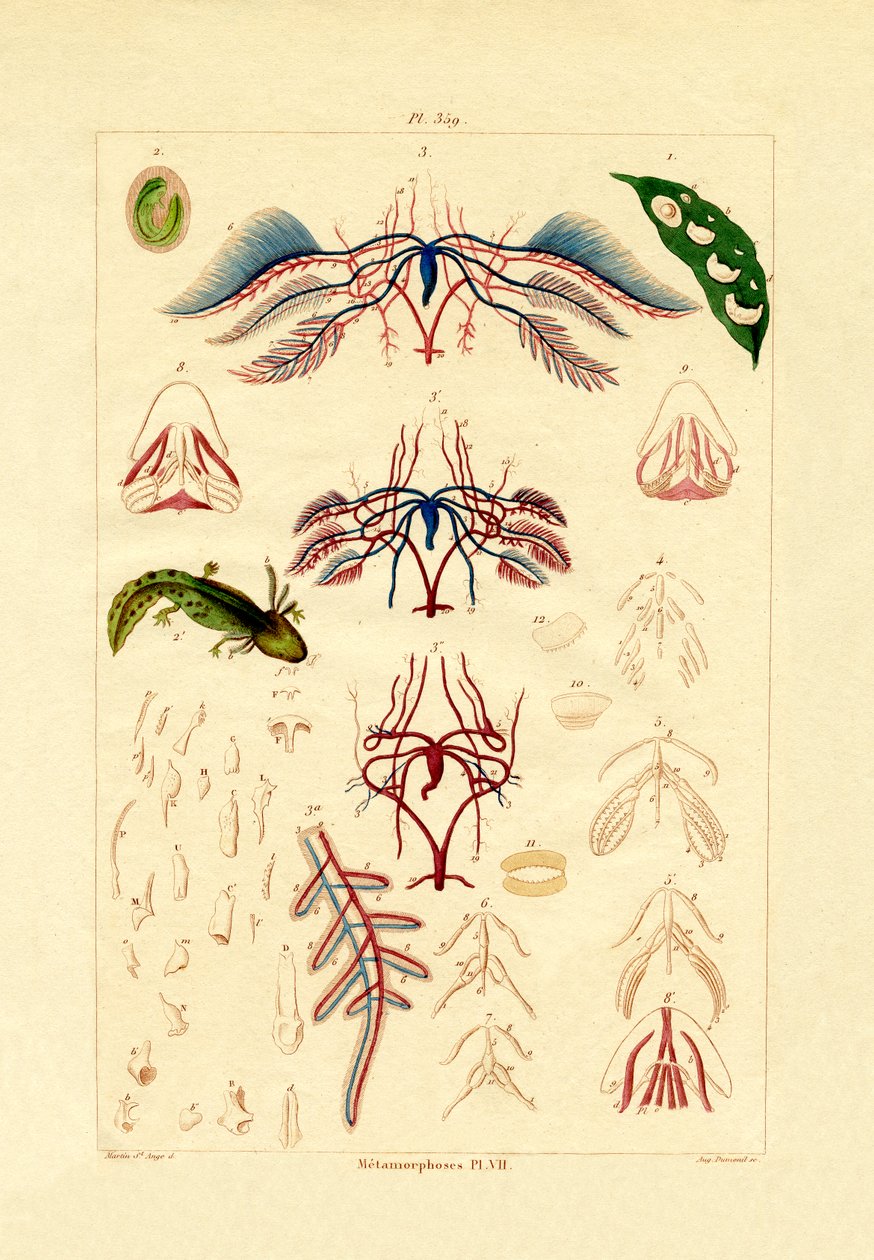 Metamorphosis by French School