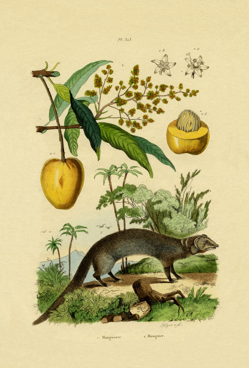 Mongoose by French School