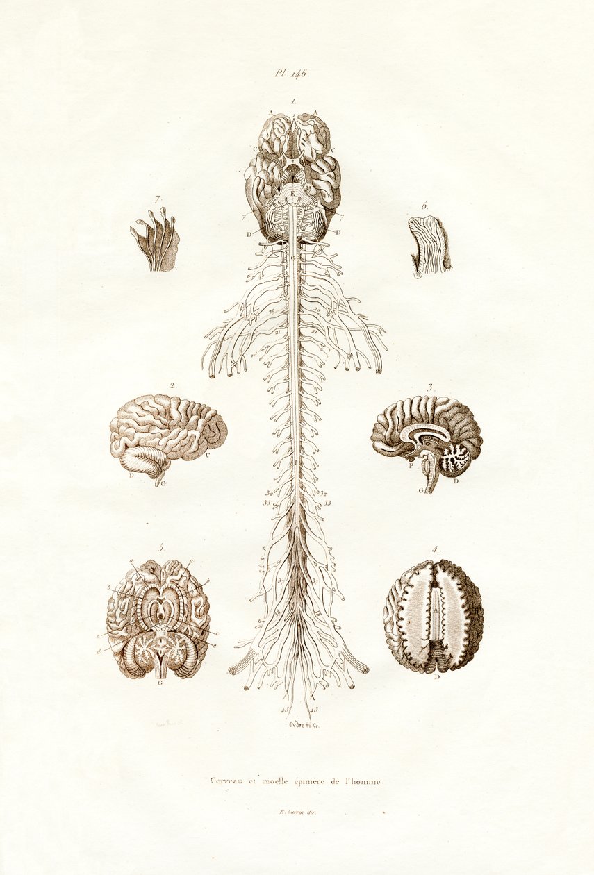 Nervous system by French School