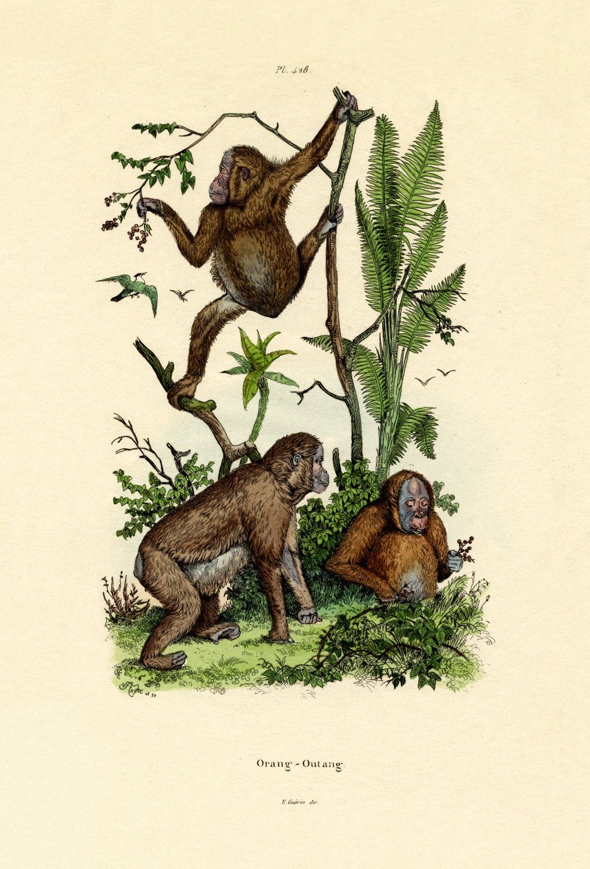 Orangutan by French School